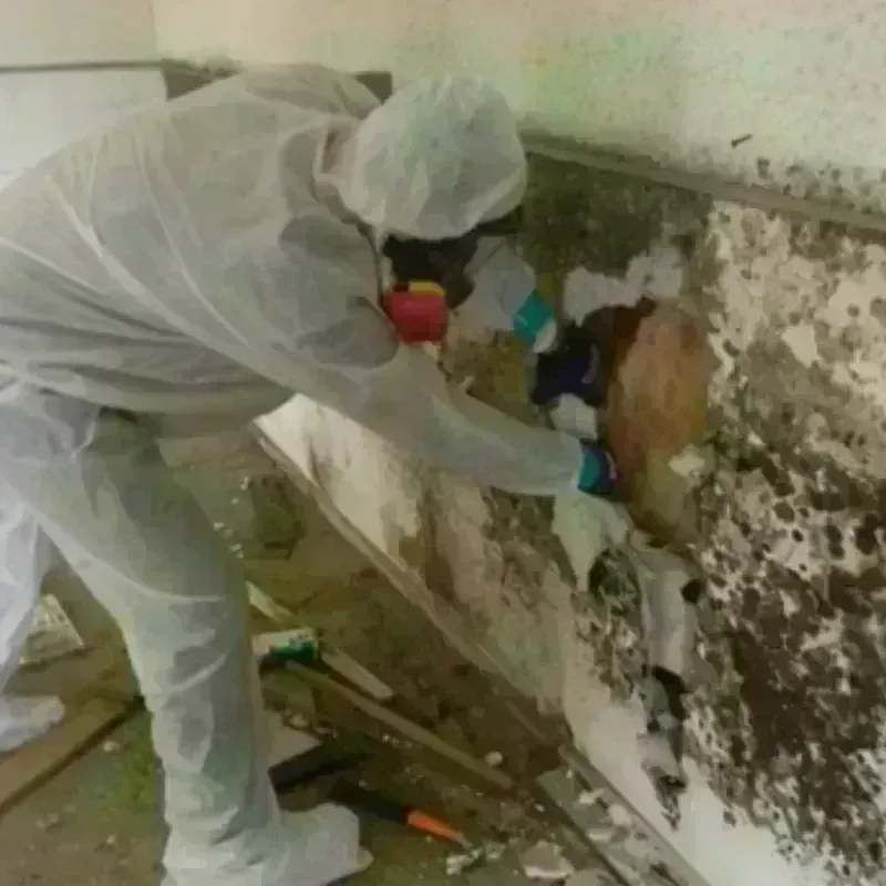 Mold Remediation and Removal in Wyncote, PA